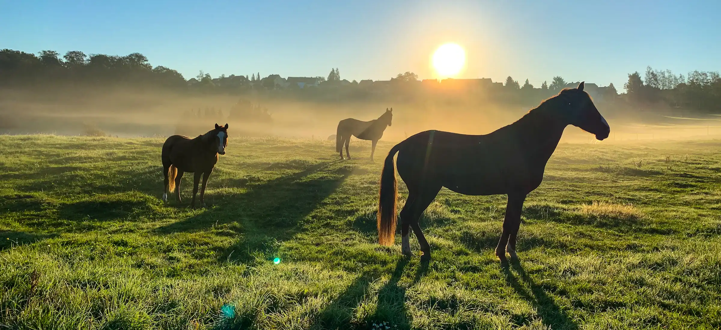 Paarden in een mistige wei bij zonsopgang