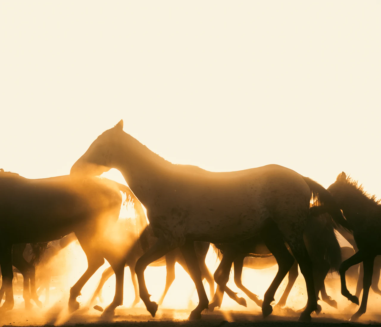 Een kudde paarden galoppeert in tegenlicht door het stof