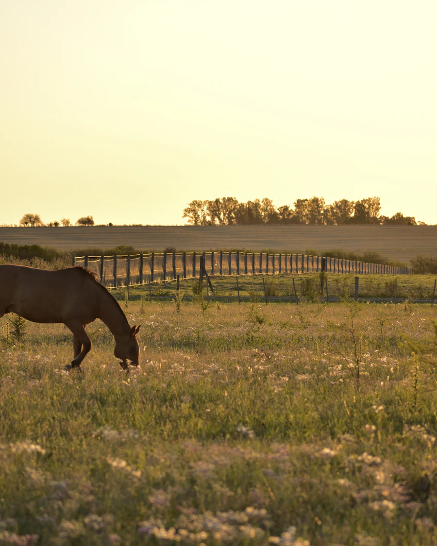 Een paard graast in de wei bij zonsondergang